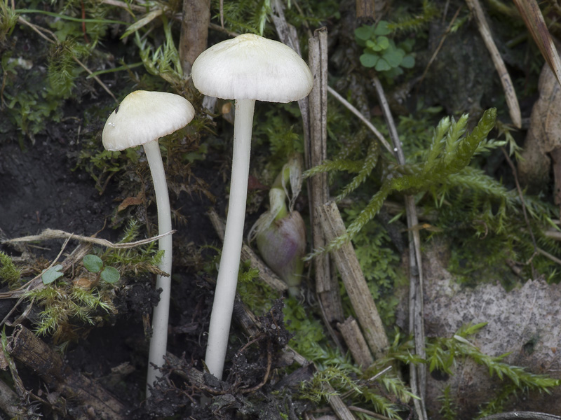 Entoloma sericellum